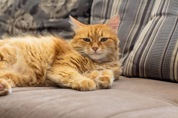 istock Old red cat lying on the couch 1168222133