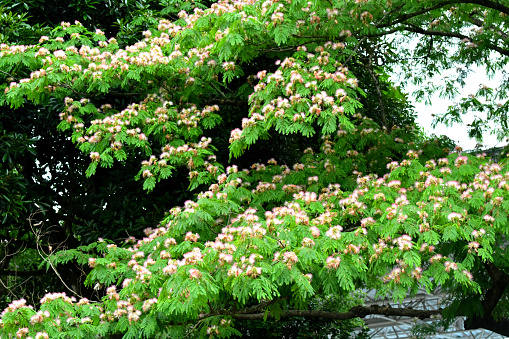 Albizia julibrissin, commonly called mimosa or silk tree, is a fast-growing, small to medium sized (5-15 meters high), deciduous tree, native to Asia (Iran to Japan). Fluffy, pink, powder puff flower heads cover the tree with a long summer bloom.