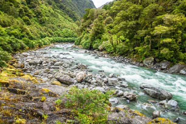 istock a typical forest with stream in New Zealand 1168223864