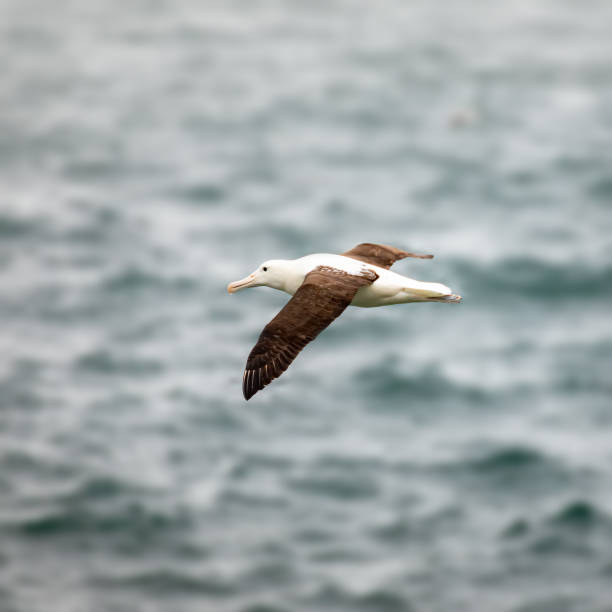 istock Albatross bird in the sky 1168223919
