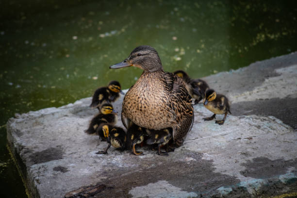 Little duckling sitting with mom female duck Little duckling sitting with mom female duck nature birds wild life duck family stock pictures, royalty-free photos & images