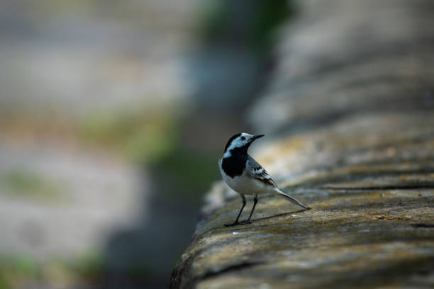 Grey wagtail (Motacilla cinerea)