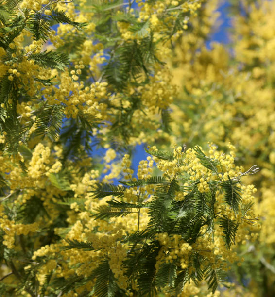 istock yellow mimosas flowers 1168225339