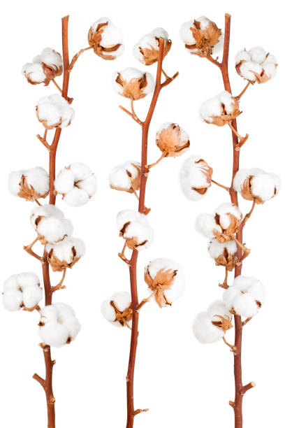 zweig der baumwollpflanze isoliert auf weißem hintergrund - cotton plant dry branch stock-fotos und bilder