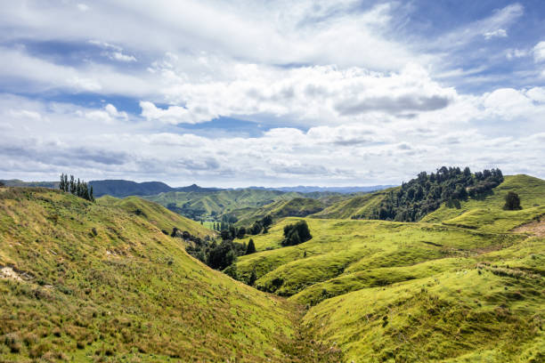 istock typical rural landscape in New Zealand 1168227043