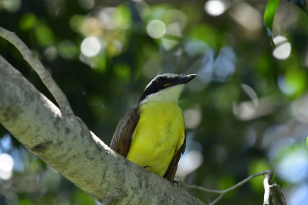istock Pitangus sulphuratus great kiskadee 1168227489
