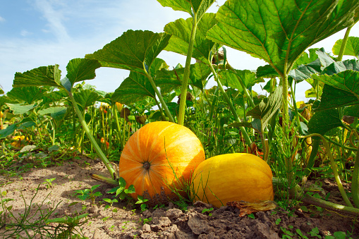 Gourd or squash in a home garden