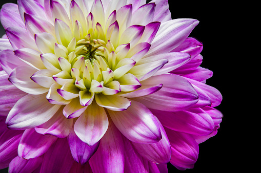 Closeup blossom dahlia on black background. Horizontal copy space.