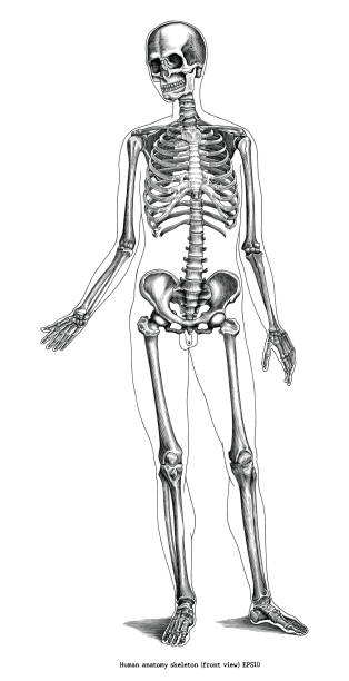 인간의 해부학 골격 (전면) 흑백 클립 아트의 골동품 조각 그림 흰색 배경에 고립 - sketch skull people anatomy stock illustrations