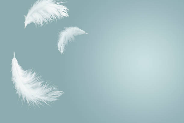 istock abstract solf white feathers floating in the air 1168229113