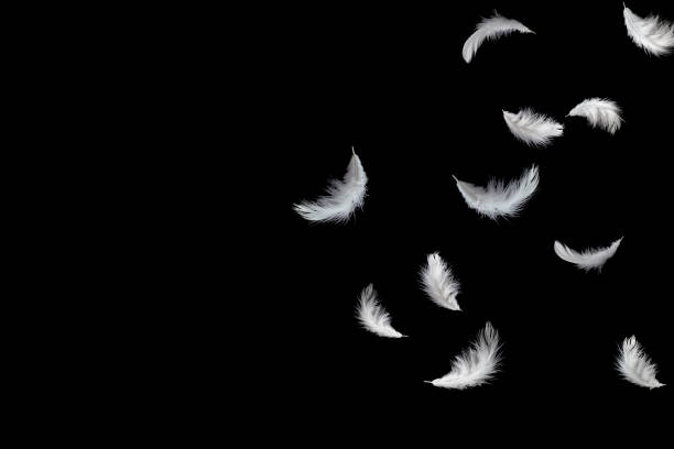 istock Abstract solf white feathers floating in the dark 1168229116