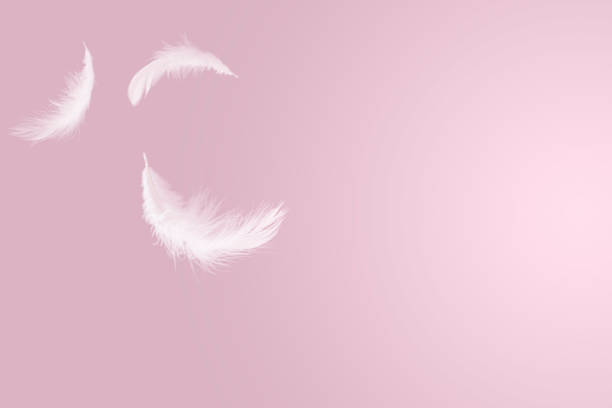 istock abstract solf white feathers falling in the air on pink background 1168229637