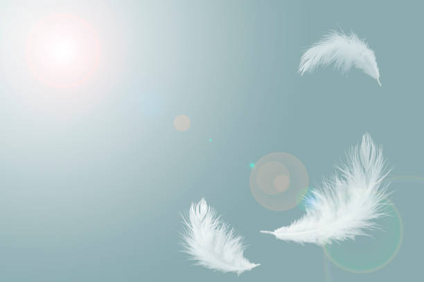 Photo of abstract solf white feathers floating in the air