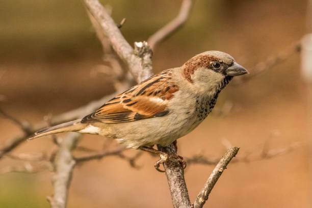 istock House finch 1168230006