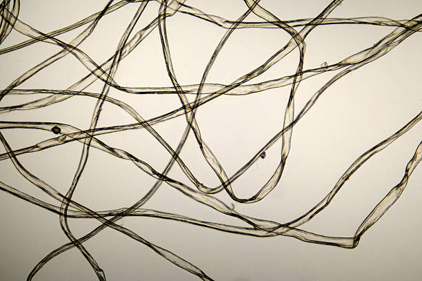 Włókna bawełniane elektronowy – zdjęcie