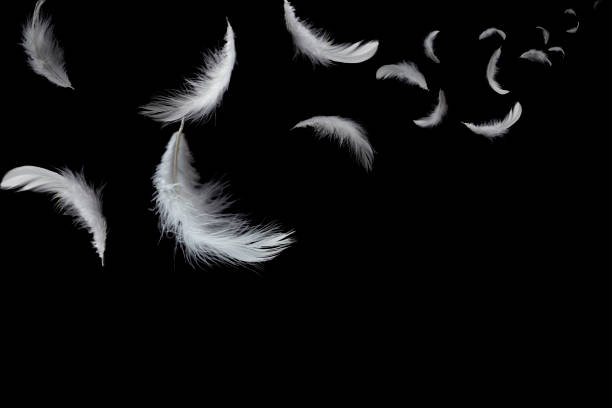 istock Abstract solf white feathers floating in the dark 1168230504