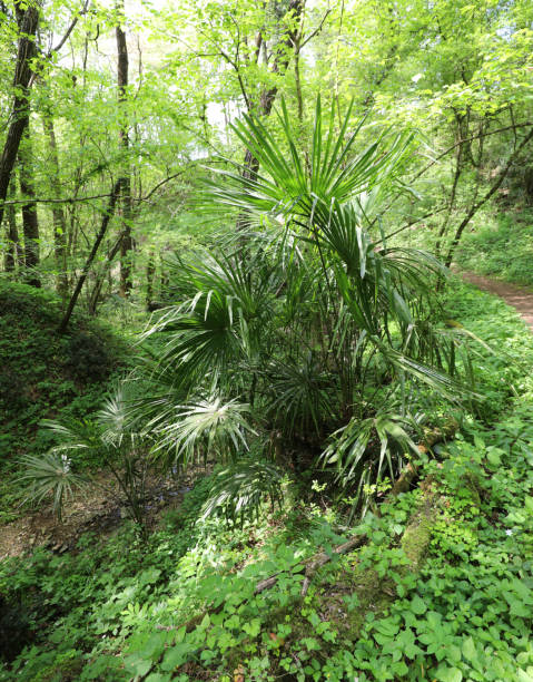 istock forest with a palm tree growing in the middle of trees 1168231245