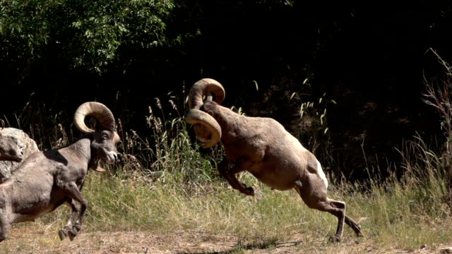 Colliding wild bighorn sheep hit horns Waterton Canyon Colorado slow motion HD video