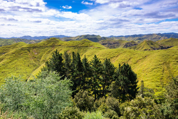istock typical rural landscape in New Zealand 1168231408