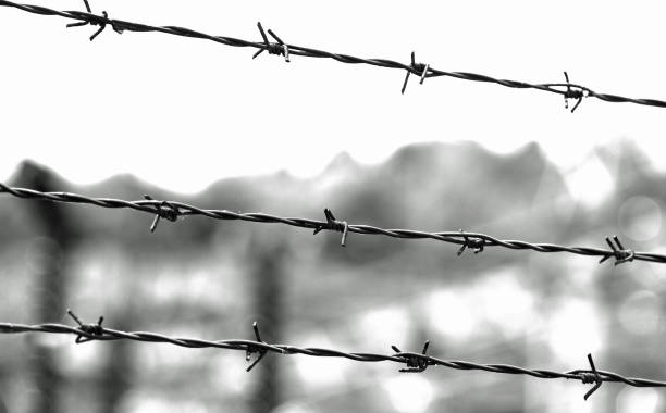 istock three lines of barbed wire with thorns 1168234310