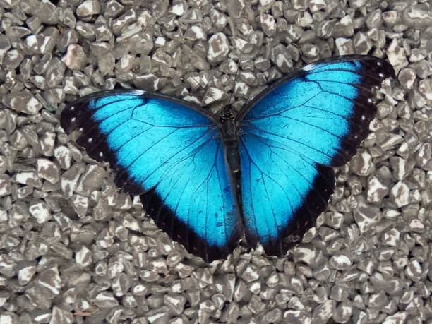 istock beautiful butterfly in a garden 1168234352