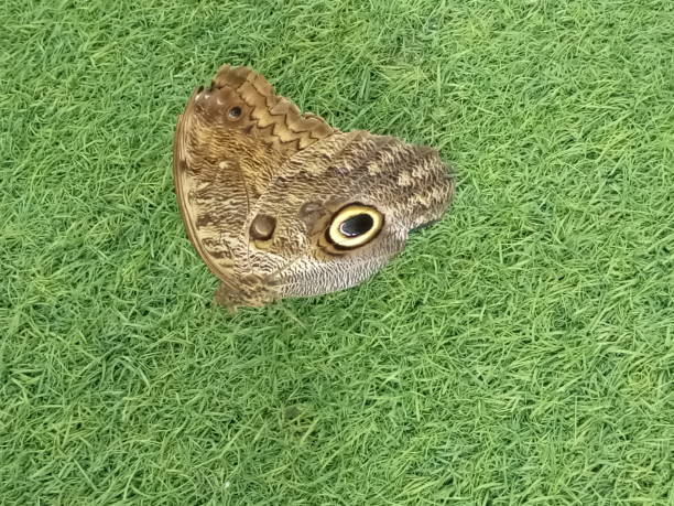 beautiful butterfly in a garden