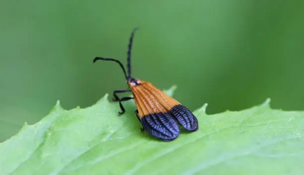 A Banded Net-Winged Beetle Upon the Edge of a Toothed Green Leaf, Photographed from the Rear