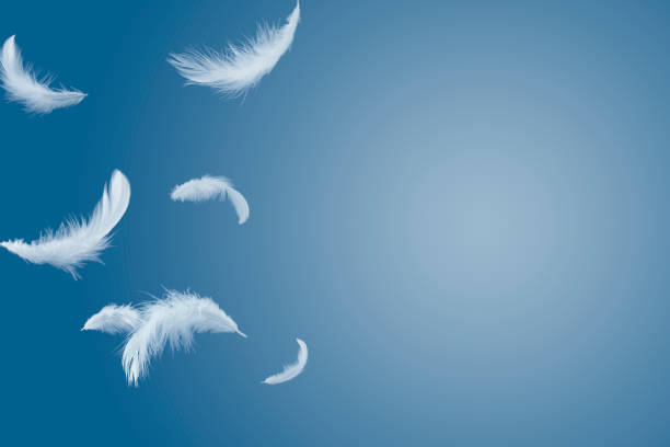 istock abstract solf white feathers floating in the air with copy space 1168237951