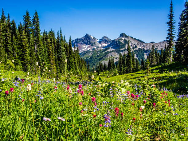 istock Wildflowers at Mount Rainier National Park 1168239507