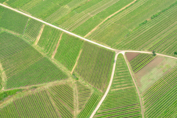 istock aerial view vineyard scenery at Kaiserstuhl Germany 1168239567