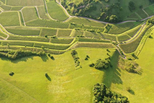 istock aerial view vineyard scenery at Kaiserstuhl Germany 1168239582