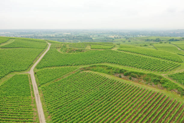 istock aerial view vineyard scenery at Kaiserstuhl Germany 1168239605