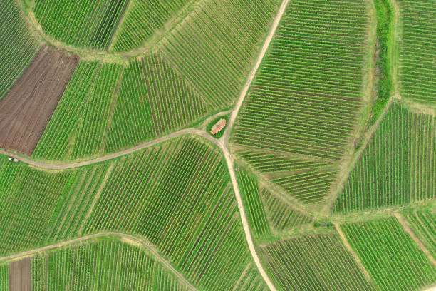 istock aerial view vineyard scenery at Kaiserstuhl Germany 1168239608