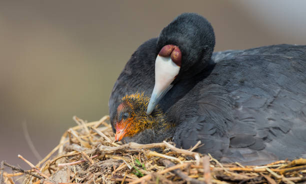 istock Red Knobbed Coot sitting on a nest with one chick to protect 1168239691