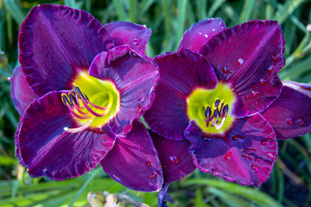 istock Macro view of two stunning purple day lilies 1168239825
