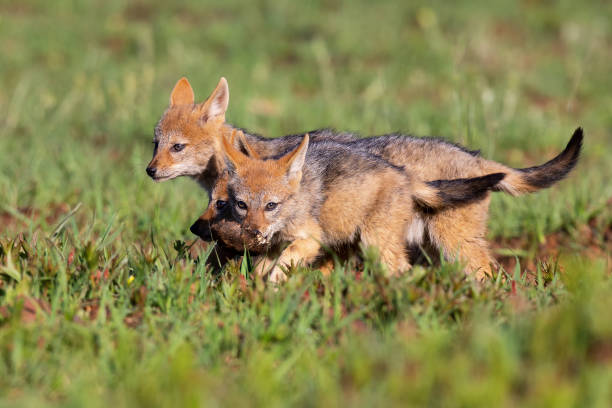 istock Two Black Backed Jackal puppies play in short green grass to develop their skills 1168239938