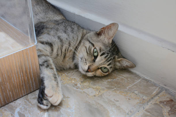 istock The cat is lying on the floor. With a thoughtful sad look 1168239956