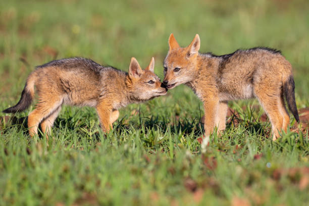 istock Two Black Backed Jackal puppies play in short green grass to develop their skills 1168240054
