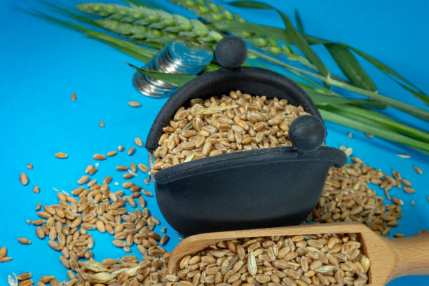 istock Wheat seeds spilling from scoop and purse 1168240083