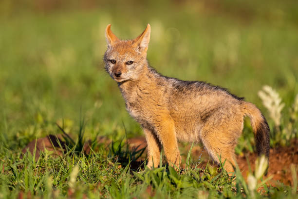 istock Lone Black Backed Jackal pup standing in short green grass to explore the world 1168240110