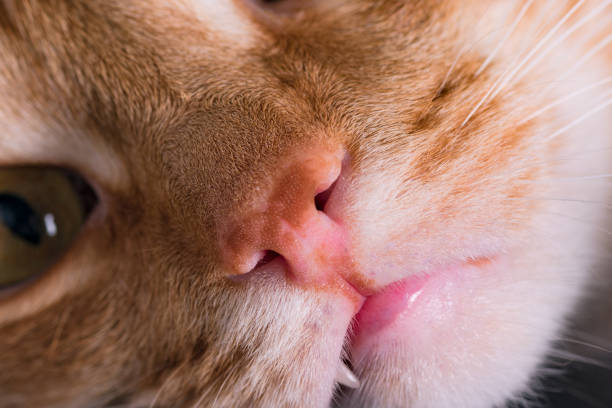 istock Big cat red nose close up 1168241072