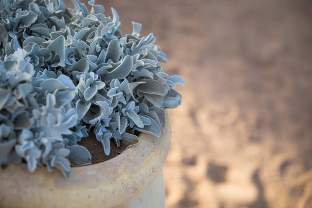 greek pot and plant at the beach