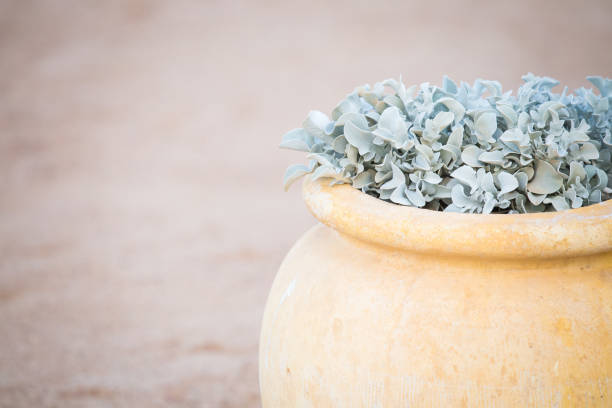greek pot and plant at the beach