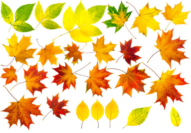 autumn leaves. Collection of autumn leaves. Isolation with clipping paths birch group gold stock pictures, royalty-free photos & images