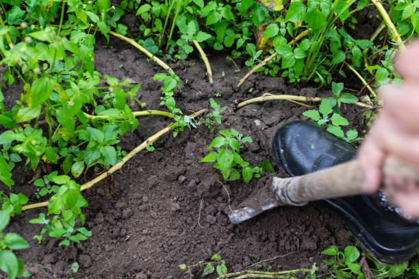 istock Farmer digs young pink potatoes 1168250114