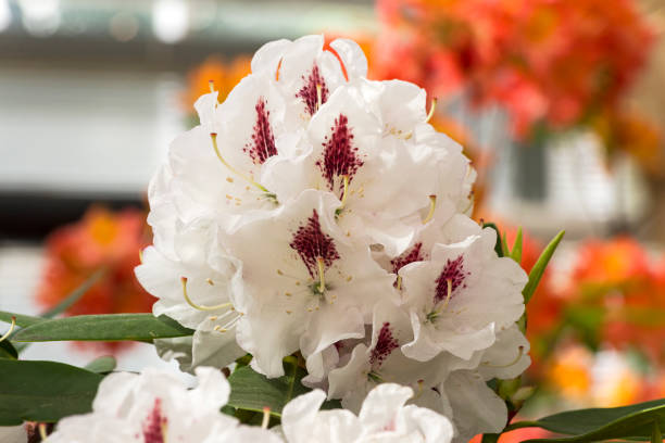 istock Rhododendron of the Gudrun species. 1168250681