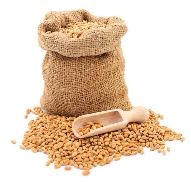 istock Wheat seeds in bag and scoop. 1168251737