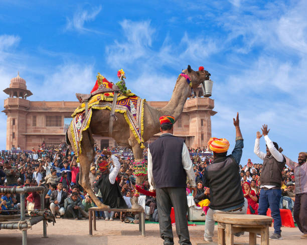 인도 라자스탄에서 열리는 낙타 축제 에서 드로메다리 낙타 춤 - pushkar camel fair 뉴스 사진 이미지