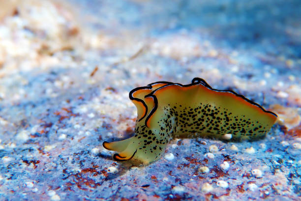 This animal is usually a translucent green colour with a black parapodial margin and a submarginal yellow or orange band. Sometimes there is a white line between the orange and yellow bands. The tip of the rhinophores often have the same colour bands