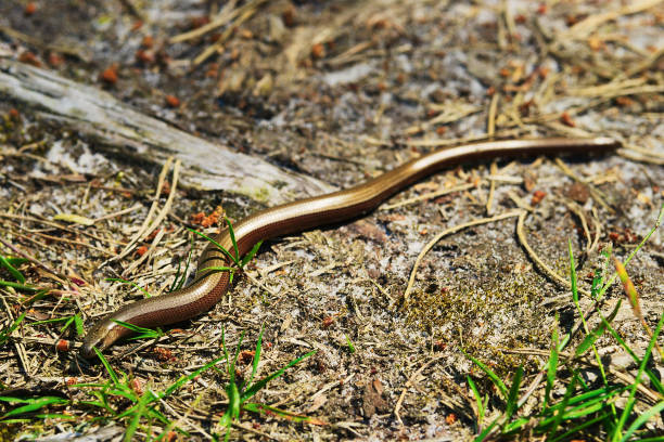 Slowworm, Anguis fragilis legless lizard also called blindworm or common slow worm slithering through forest floor. Pomerania, Poland.